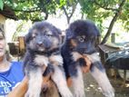 Lion German Shepherd Puppies
