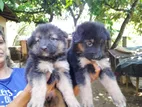 Lion German Shepherd Puppies