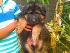 Lion German Shepherd Puppies