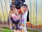 Lion German Shepherd Puppies