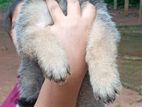Lion Shepherd Puppies