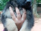 Lion German Shepherd Puppies