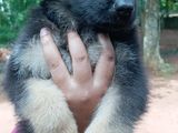 Lion German Shepherd Puppies