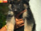 Lion Shepherd Puppies