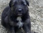 Lion German Shepherd Puppies