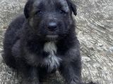 Lion German Shepherd Puppies