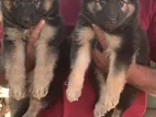 Lion German Shepherd Puppies