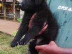 Lion German Shepherd Puppies