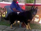 Lion German Shepherd Puppies