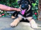 Lion German Shepherd Puppy | Dog