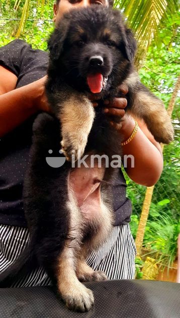 Lion German Shepherd Puppy for Sale in Kalutara City | ikman