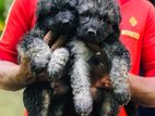 Lion German Shepherd Puppys