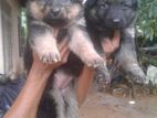 Lion Germen Shepherd Puppies