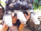 Lion Germen Shepherd Puppies