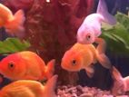 Lion Head Goldfish