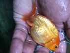 Ranchu Gold Fish