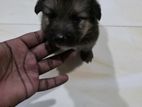 Lion German Shepherd Puppy