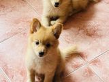 Lion Mini Pomeranian Puppies