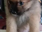 Lion Mini Pomernarian Puppies