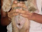 Lion Mini Pomernarian Puppies