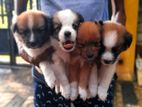 Lion Pomarenian Puppies