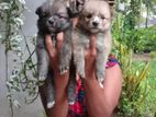 Lion Pomeranian Puppies
