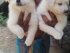 Lion Pomeranian Puppies