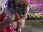 Lion Pomeranian Puppies