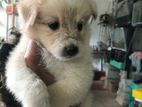 Lion Pomeranian Puppy