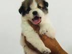 Lion Pomanarian Puppies