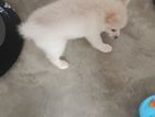 Lion Pomanarian Female Puppy for Kind Home