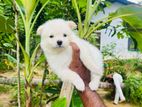 Lion Pomeranian Puppies