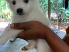Lion Pomeranian