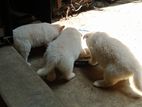 Lion Pomanarian Puppies