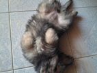 Lion Pomeranian Puppy