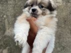 Lion Pomeranian
