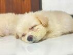 Lion Pomeranian