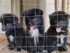 Lion Pomeranian Puppy