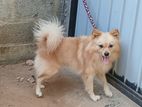 Lion Pomeranian Puppy