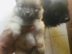 Lion Pomeranian Puppy