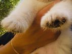 Lion Pomeranian Puppy
