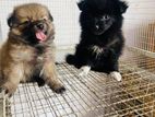Lion Pomanariyan Puppy