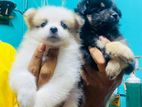 Lion Pomanariyan Puppies