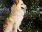 Lion Pomarenian Dog for Crossing