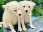 Lion Pomeranian