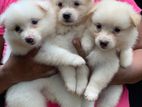 Lion Pomeranian Puppies