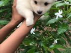 Lion Pomeranian Puppies