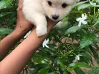 Lion Pomeranian Puppies