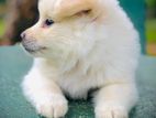 Lion Pomeranion Puppy