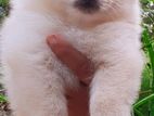 Lion Pomeranian